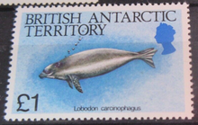 Load image into Gallery viewer, BRITISH ANTARCTIC TERRITORY SEA CREATURE STAMPS MNH WITH STAMP HOLDER PAGE