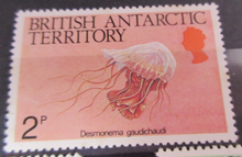Load image into Gallery viewer, BRITISH ANTARCTIC TERRITORY SEA CREATURE STAMPS MNH WITH STAMP HOLDER PAGE