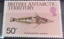 Load image into Gallery viewer, BRITISH ANTARCTIC TERRITORY SEA CREATURE STAMPS MNH WITH STAMP HOLDER PAGE
