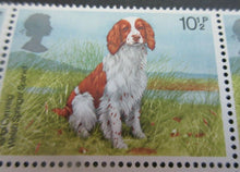 Load image into Gallery viewer, 1979 WELSH SPRINGER SPANIEL 10 1/2p BLOCK OF 10 STAMPS MNH &amp; TRAFFIC LIGHTS
