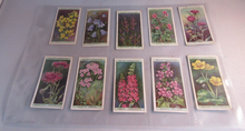 Load image into Gallery viewer, WILLS CIGARETTE CARDS WILD FLOWERS COMPLETE SET OF 50 IN CLEAR PLASTIC PAGES
