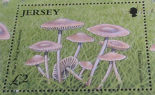 Load image into Gallery viewer, QUEEN ELIZABETH II JERSEY NATURE FUNGI II MINISHEET &amp; STAMP HOLDER
