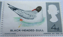 Load image into Gallery viewer, 1966 BIRDS 4d BLOCK OF 4 STAMPS MNH WITH CLEAR FRONTED STAMP HOLDER
