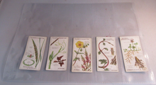 Load image into Gallery viewer, PLAYERS CIGARETTE CARDS STRUGGLE FOR EXISTENCE COMPLETE SET OF 25 IN CLEAR PAGES
